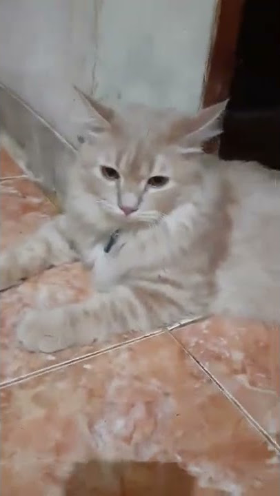 cute cat #shorts #short #story #storywa #travel #cute #cat #fyp #fypシ #copines #fun #beautiful