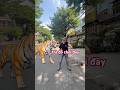 Dắt hổ đi lấy lại đồ chơi bị cướp.#spiderman #funny #shortsvideo #giảitrí #clipvui
