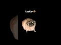 Puggy #funny #trendy #FYP #viral #tuffnut #like #subscribe