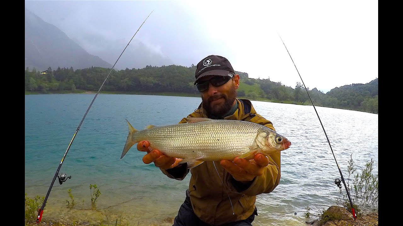 COREGONI DAVVERO GROSSI🔝pesca semplice🔝divertente🔝a fondo da riva