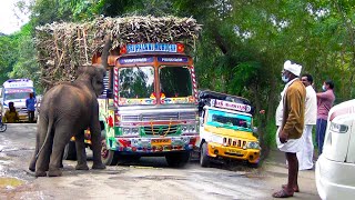 Ambulance Struck in Traffic by Elephant blocking the road