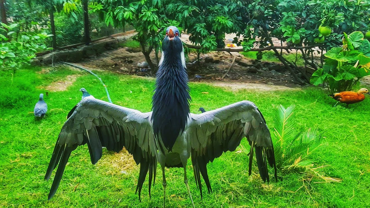 Siberian Crane Masti in Pakistan 