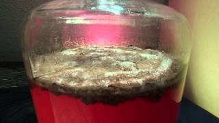 Beer wort fermenting in carboy time lapse