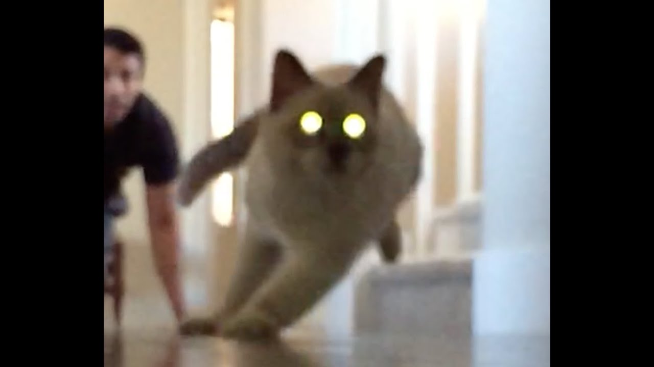 Cat chasing a mouse (slow motion) YouTube