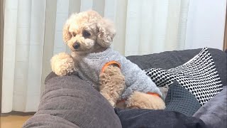 人間の子供のように拗ねる大きいトイプードル【デカプー】【トイプードルのロアくん】【toy poodle】 by トイプードルのロアくん 114,814 views 3 months ago 5 minutes, 54 seconds