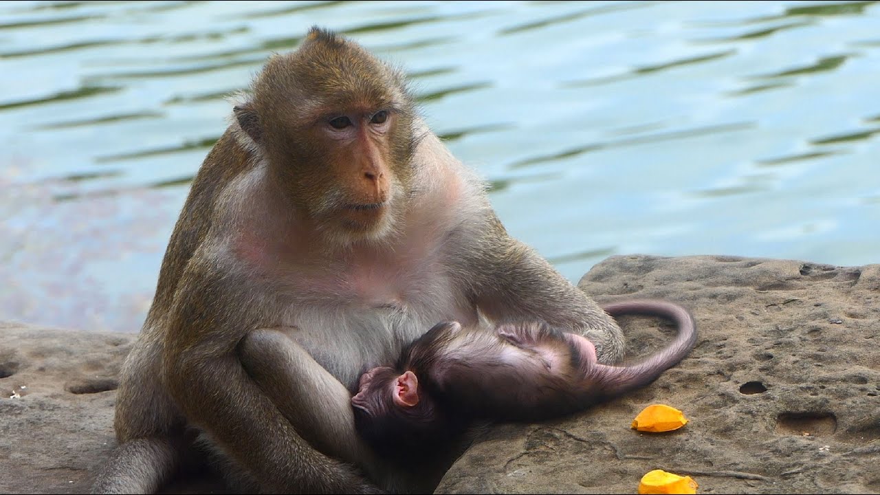 Nasty Monkey Tara do Only 5 minute Accept nursing baby monkey Tia then chasing for stop immediately