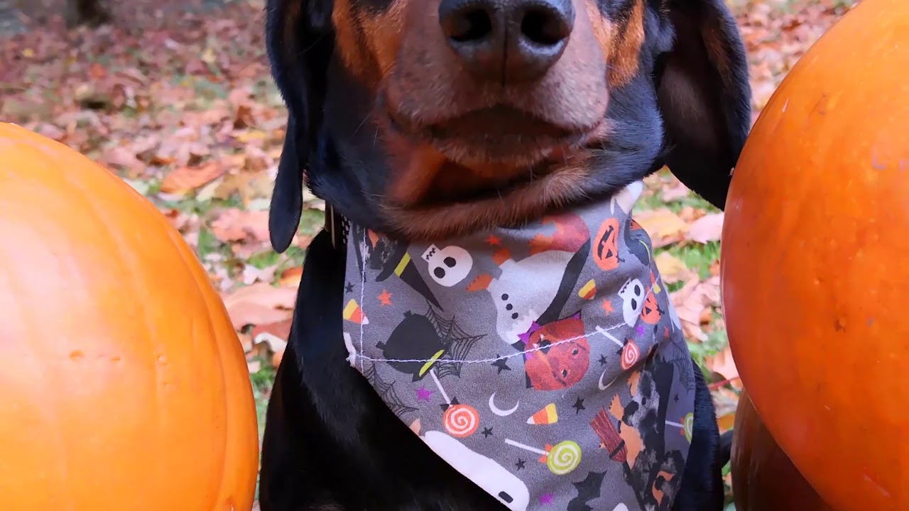 video phone beyonce mp3 Goofy Dog Balances Pumpkin on Head