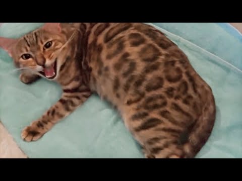 Pregnant Bengal Cat Giving Birth to 4 