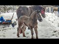 ФАРАОН💪, СИН БАРОНЕСИ ♥️ТА ГЕРМЕСА/PERCHERON HORSES