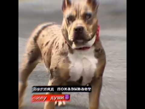 Пидбуль - YouTube