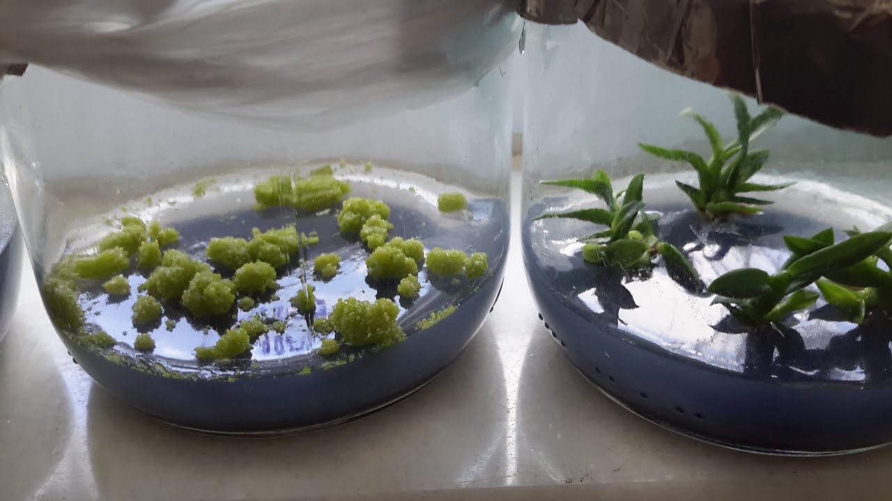 ORKİDE DOKU KÜLTÜRÜ, DENDROBİUM TİSSUE CULTURE 10