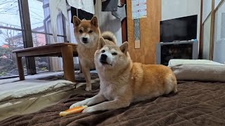 クッションの中身を全部出したのはだれですか?