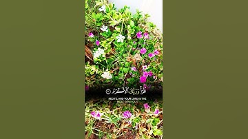 Surah Al-Alaq | By Sheikh Abdur-Rahman As-Sudais | Full With Arabic Text (HD) | سورة العلق - 96
