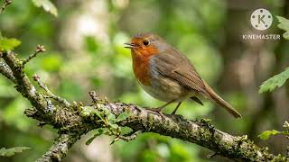 Bird Sound Effect