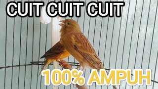 PANCINGAN kenari roldot gacor cuit cuit, dijamin ampuh buat kenari yang mager BUNYI