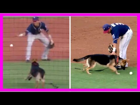 Breaking News | Dog interrupts minor league baseball game so he can play too