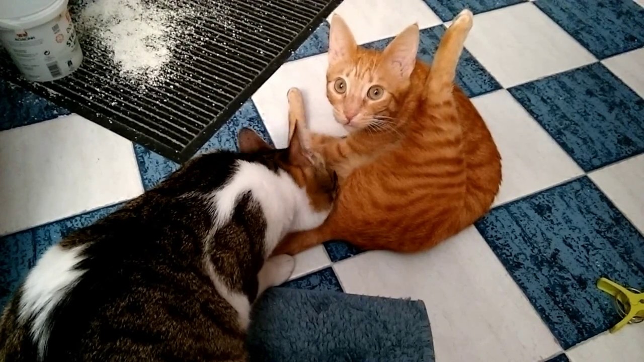 My cats Pat And Cute compilation , 7 minutes of their life together