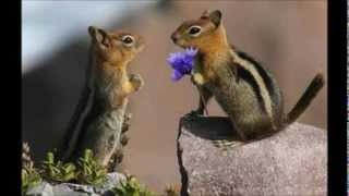 .  am a chipmunk by charlie the chipmunk