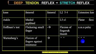 DEEP TENDON REFLEXES EXAMINATIONS AND INTERPRETATIONS 4TH YR