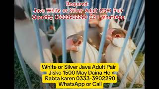 White Java | Silver Java | Fown Java | #jaalrate #java #whitejava #silverjava Net Worth