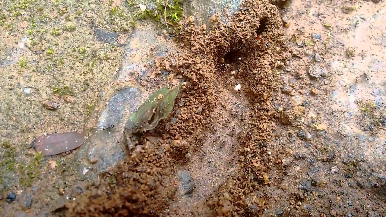 Ant ( Urumb) Walking in Wayanad - YouTube