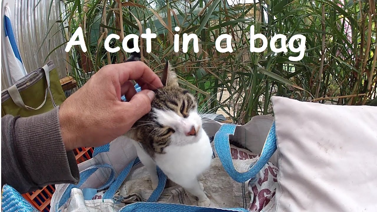 A cat in a bag חתול בשק YouTube