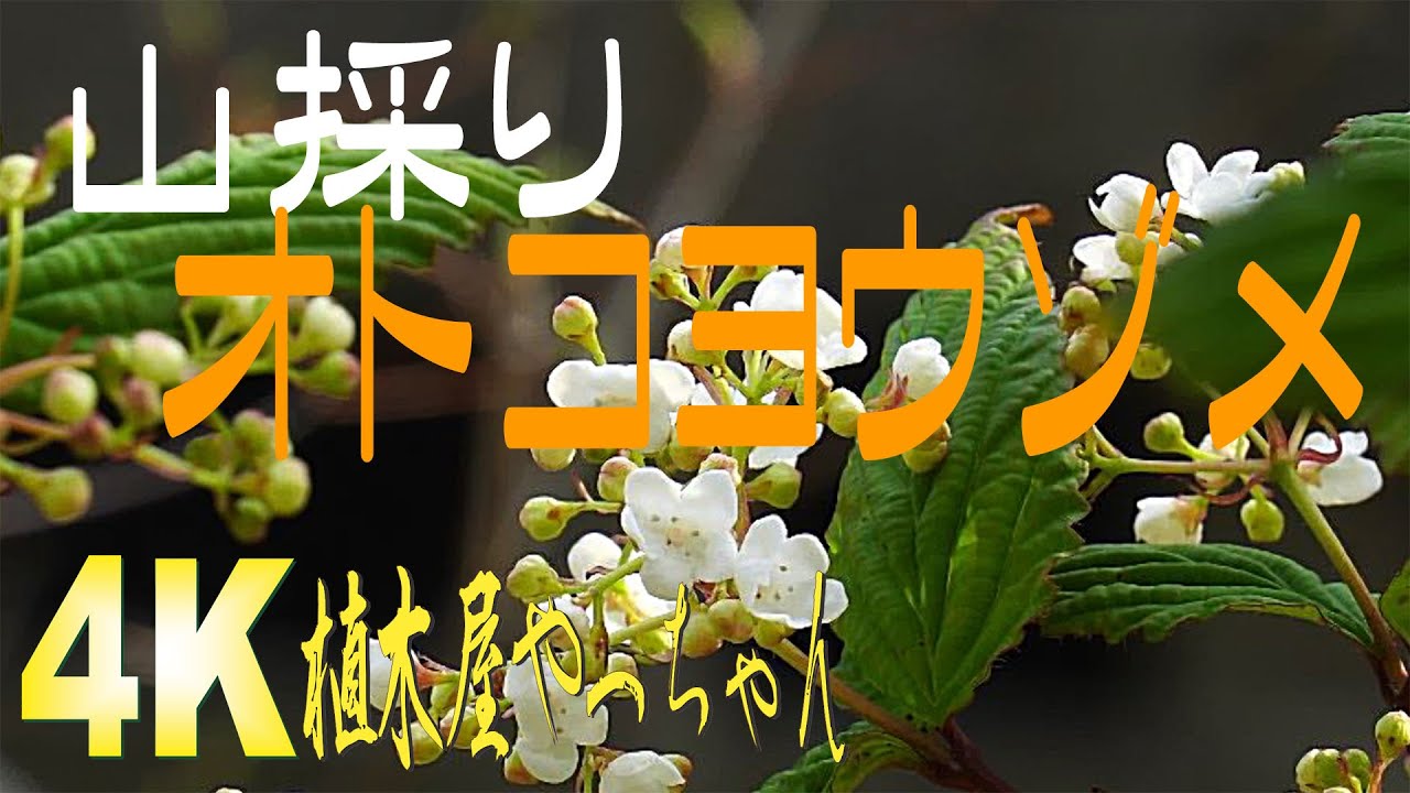 オトコヨウゾメ　山採り　③ 山採りオトコヨウゾメ 花 つぼみ 2023 - YouTube