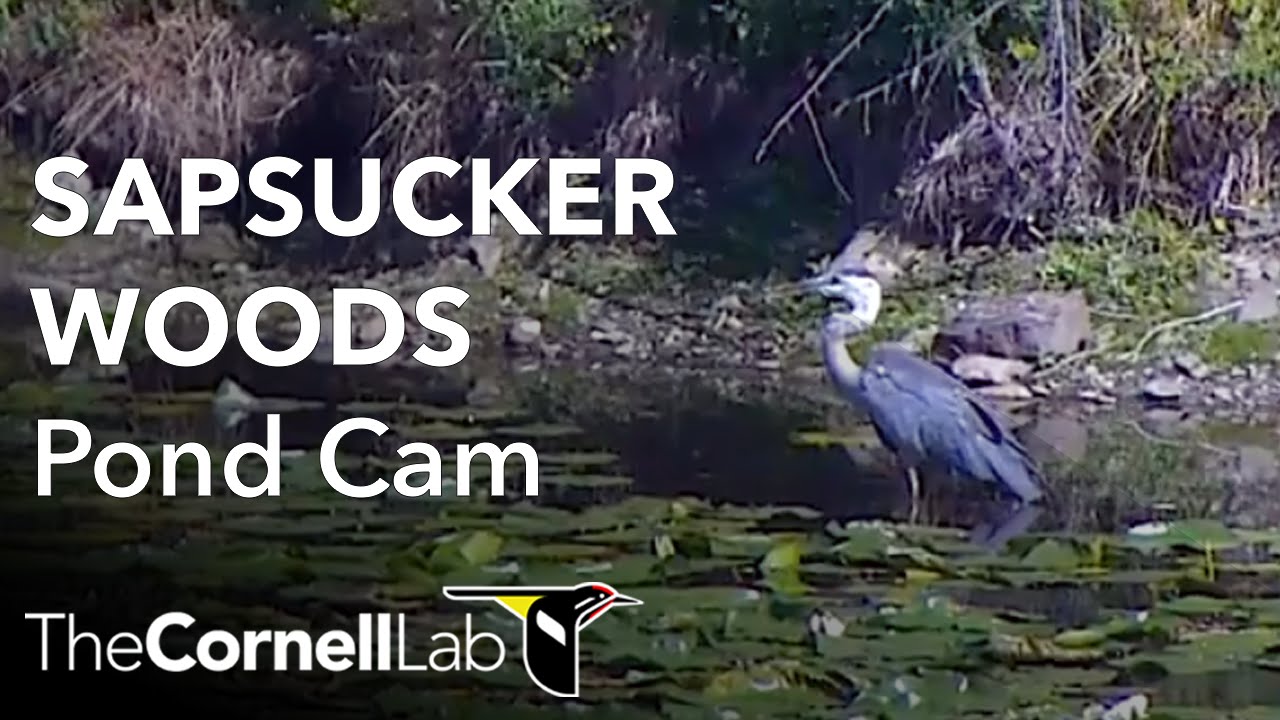 Sapsucker Woods Pond Cam YouTube