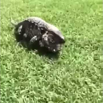 Download lagu Takajut gua.!!!