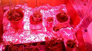 Clones and how to harden your plants