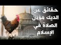 حقائق عن الديك مؤذن الصلاة فى الاسلام تفسير مذهل سبحانك ما خلقت هذا باطلا