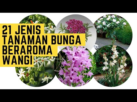 Video: Bunga Taman Wangi: Memilih Tumbuhan Yang Berbau Sedap