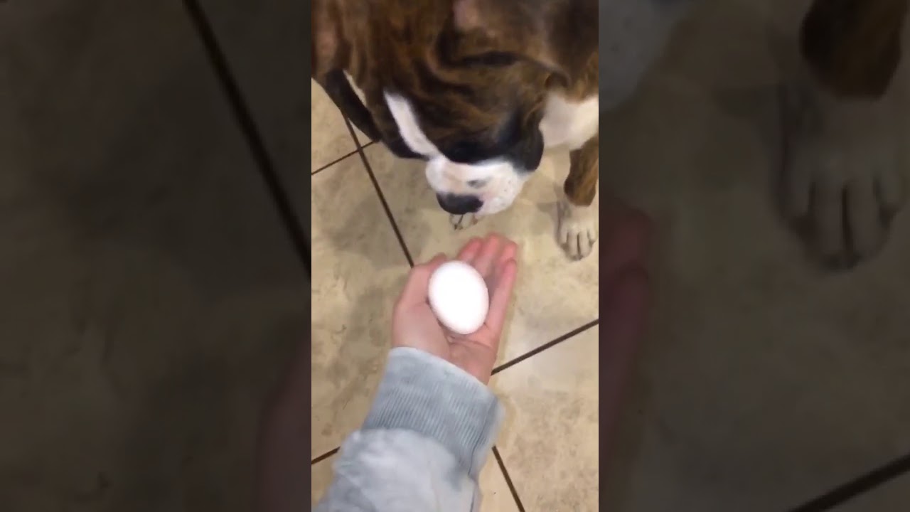 Boxer puppy was given a raw egg YouTube