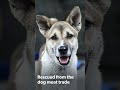 Help end the dog meat trade in Vietnam