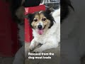 Help end the dog meat trade in Vietnam