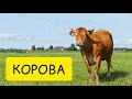 К чему снится КОРОВА или видеть ВО СНЕ корову. Толкование сна