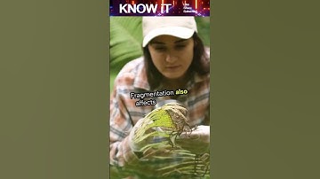 🌍 10 Astounding Facts About Habitat Fragmentation | Nature Divided, Wildlife at Risk