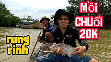 Giăng Câu Mồi Này Bao Lời #66TV #sănbắtđồngtháp #mekongriverfish