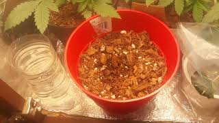 Nursery update on New Lifeππ±π±