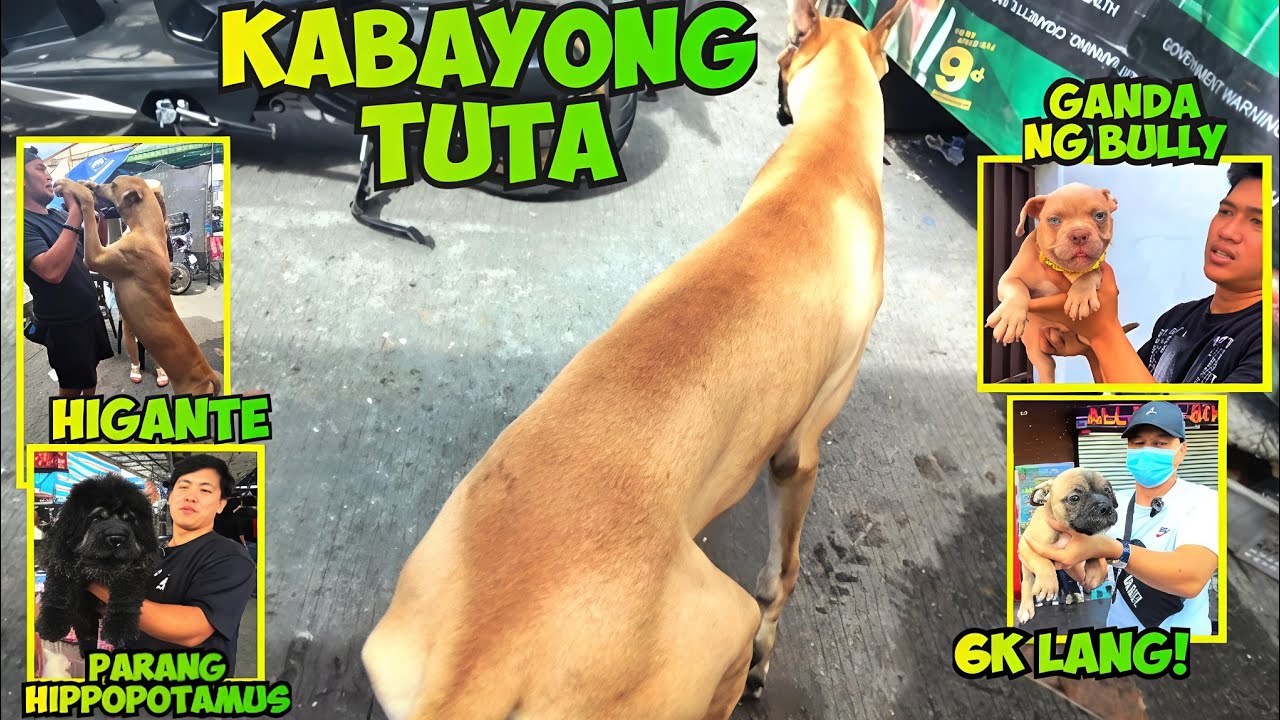 TUTA PA LANG HIGANTE NA!  GROTTO PET MARKET BULACAN! Mar o8,  pt. 2 