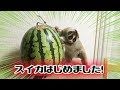 スイカを食べるスローロリス（こじろう＆りんころもち）#191
