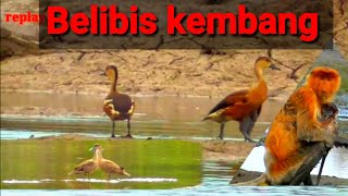 Berburu belibis bersama om Hery dan pak haji