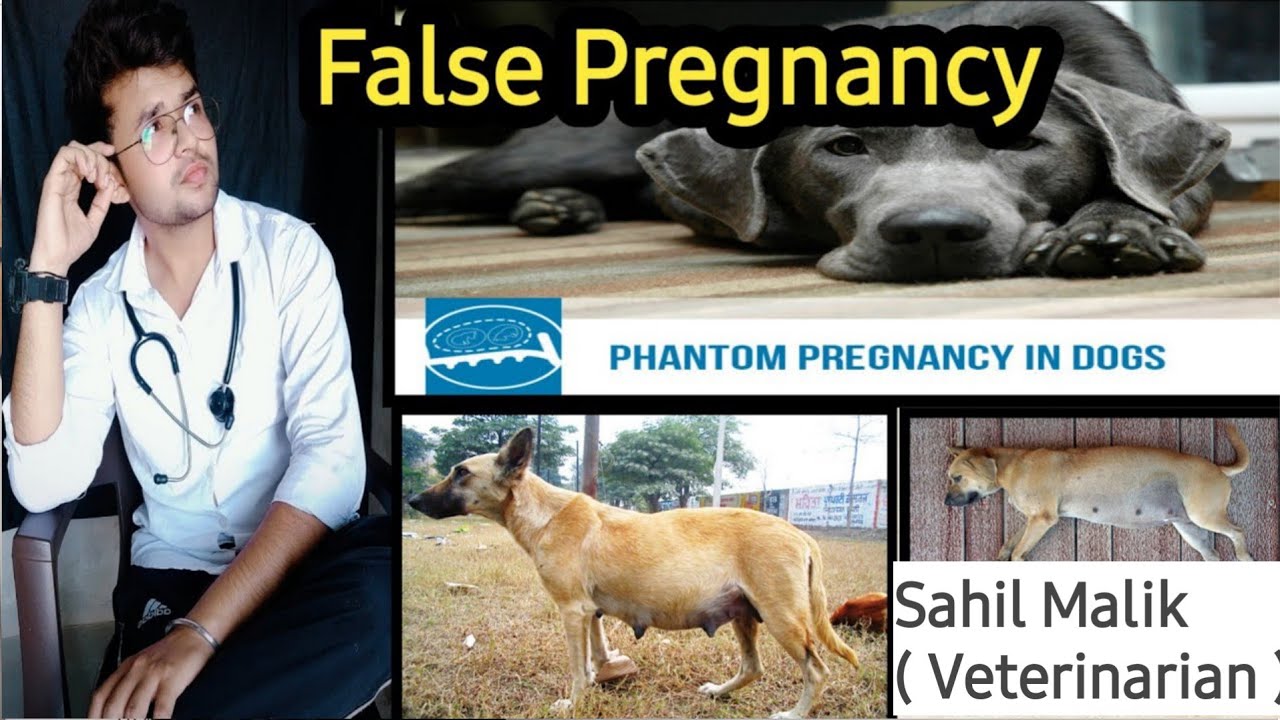 Is False Pregnancy In Dogs Dangerous