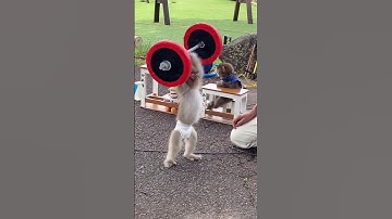 TRY NOT TO LAUGH CHALLENGE 🤣 PART 183 #shorts​ #funny​DISCLAIMER :- all the video clips are not mine