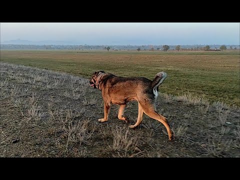 იყიდება ბუგის და ჯიჯის ლეკვები მოგვწერეთ ინსტაგრამზე Georgian.FANG