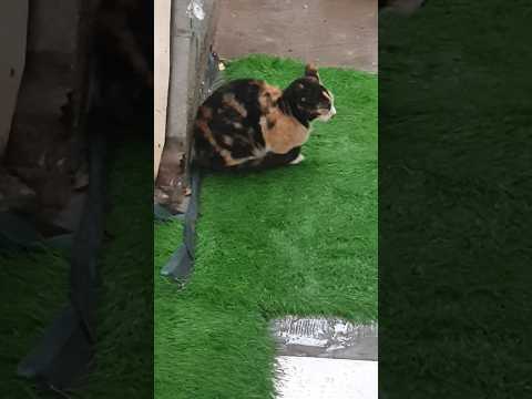 غنم نجدی غنم کروف غنم عمانی غنم پاکستانی غنم Goatlovers Dubaicity Cutebabygoatvideos Shorts