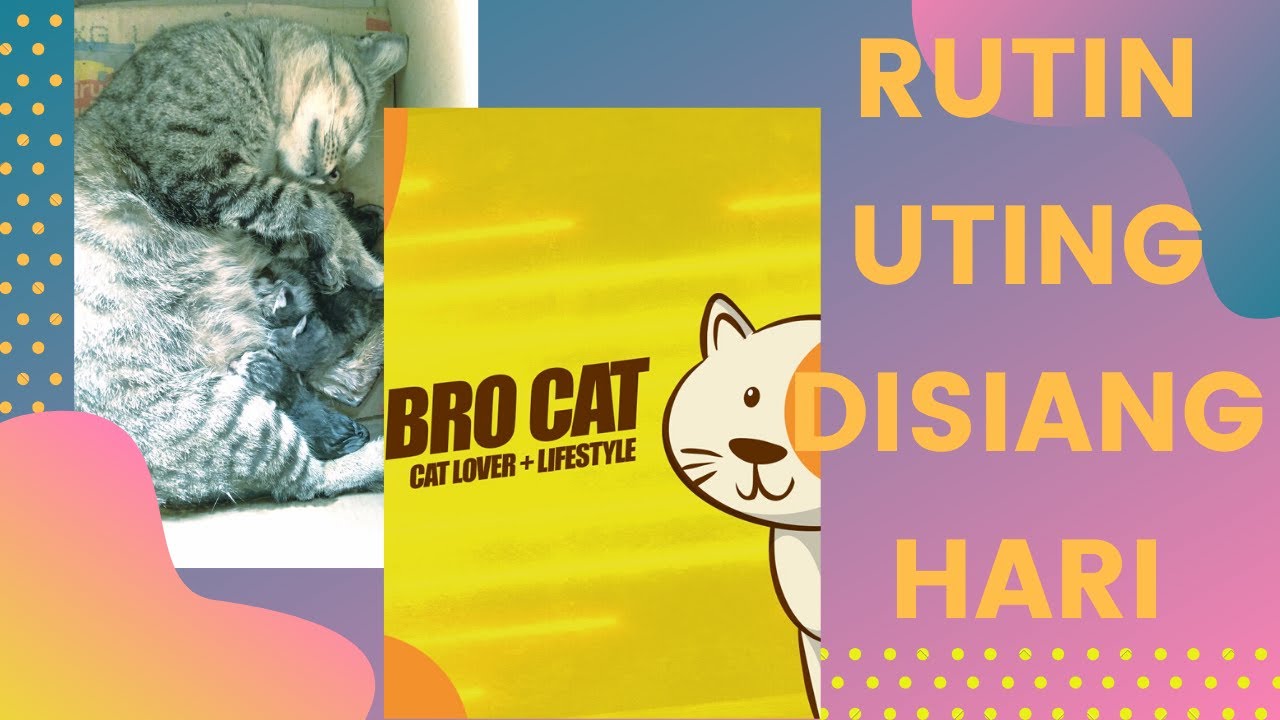 Rutin menyusukan anak di siang hari si kucing kampung