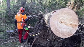 Garden and Forest Original YouTube Video - BEST VIDEO - Chainsaw Husqvarna 560XP