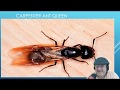 Quick Easy Fast Trick how to get rid of Carpenter Ants: How to stop Carpenter Ants