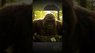 Bigfoot Real Footage 2025 Using Canva AI & AI Video Generator – Caught on Camera